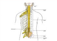 Chiropractic Therapy Oakville
