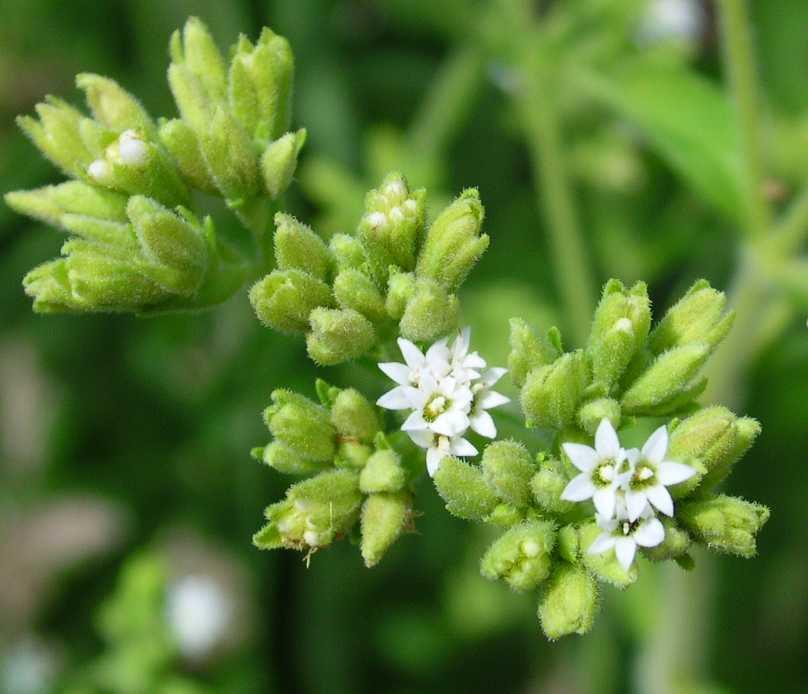 Sweet Herb Stevia